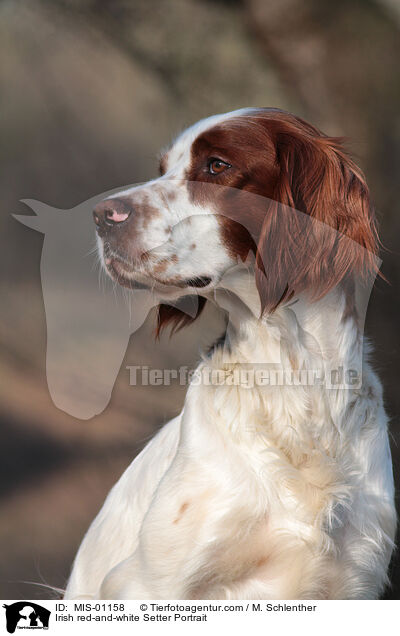 Irish red-and-white Setter Portrait / Irish red-and-white Setter Portrait / MIS-01158