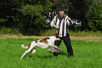 Irish red-and-white Setter