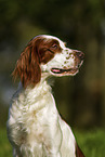 Irish red-and-white Setter Portrait