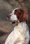 Irish red-and-white Setter Portrait