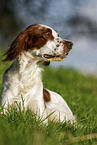 Irish red-and-white Setter in summer