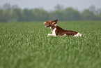 Irish red-and-white Setter in summer