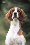 Irish red-and-white Setter Portrait