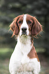 Irish red-and-white Setter Portrait