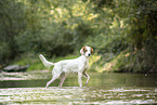 Irish red-and-white Setter in summer