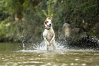 Irish red-and-white Setter in summer