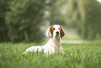 Irish red-and-white Setter in summer