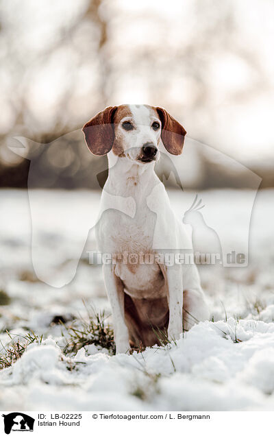 Istrische Bracke / Istrian Hound / LB-02225