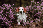 Istrian Hound