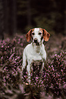 Istrian Hound