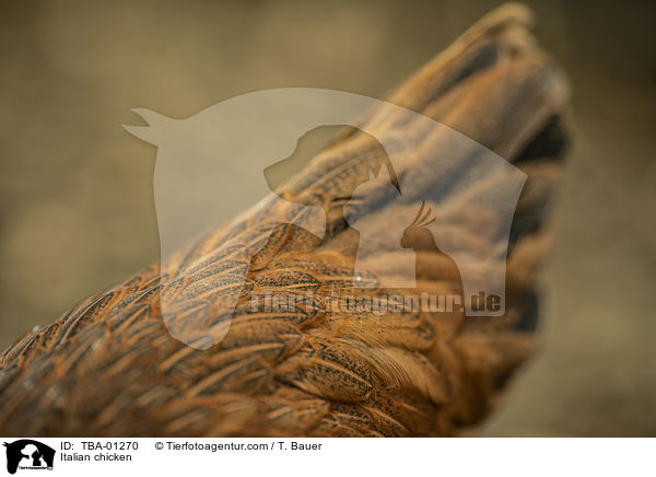Italiener-Huhn / Italian chicken / TBA-01270