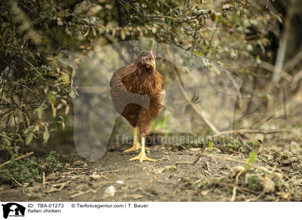 Italiener-Huhn / Italian chicken / TBA-01273