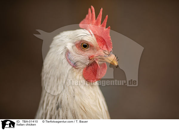 Italiener-Huhn / Italian chicken / TBA-01410