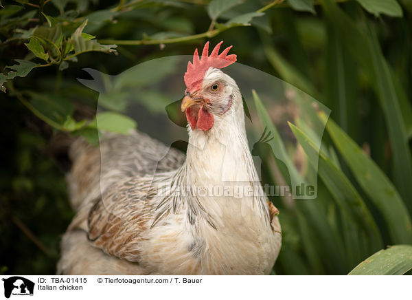 Italiener-Huhn / Italian chicken / TBA-01415
