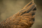 Italian chicken