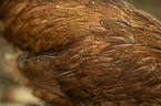 Italian chicken