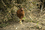 Italian chicken