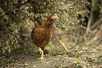 Italian chicken