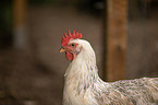 Italian chicken