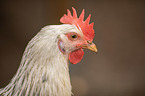 Italian chicken