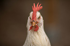 Italian chicken