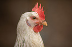 Italian chicken