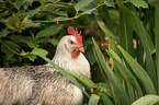 Italian chicken