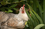 Italian chicken
