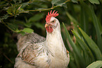 Italian chicken