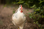 Italian chicken