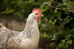 Italian chicken