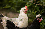 Italian chicken