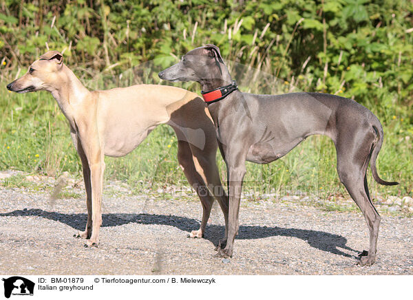 Italian greyhound / BM-01879