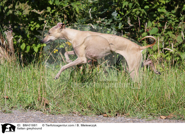 Italian greyhound / BM-01881