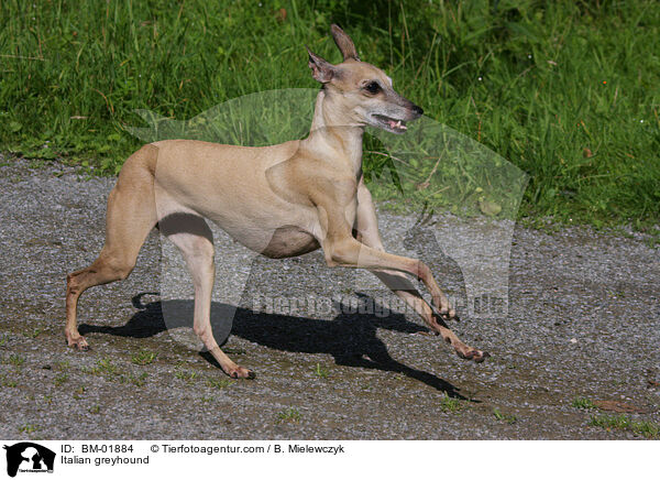 Italienisches Windspiel / Italian greyhound / BM-01884