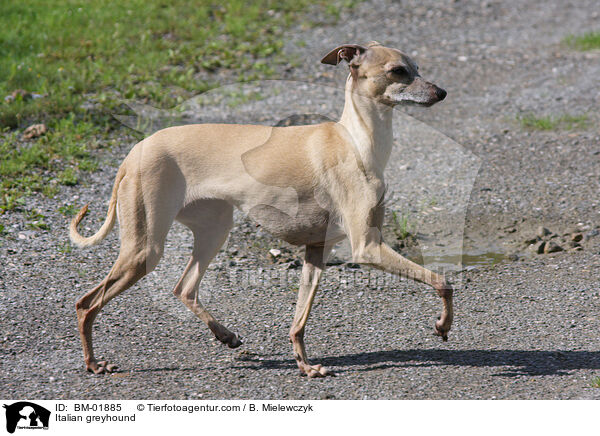 Italian greyhound / BM-01885