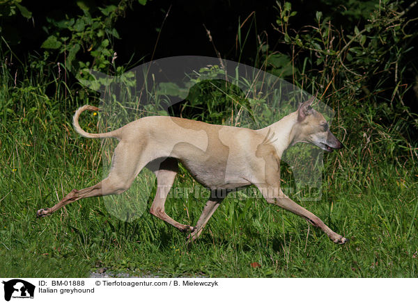 Italian greyhound / BM-01888