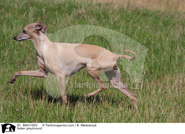 Italian greyhound / BM-01893