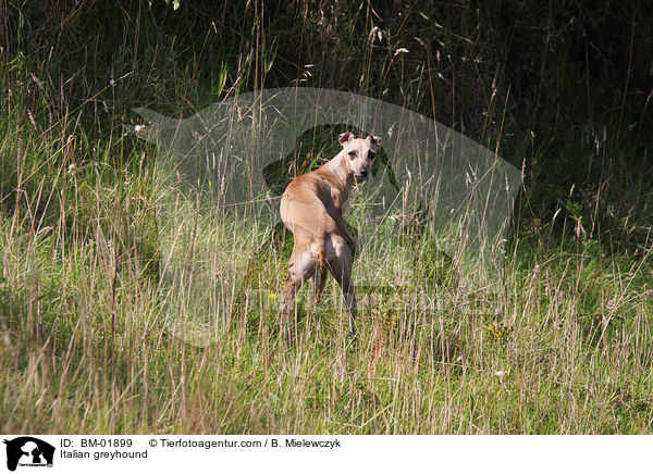 Italian greyhound / BM-01899