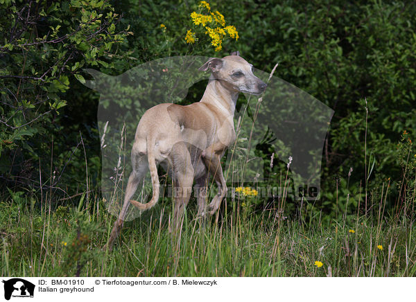 Italian greyhound / BM-01910