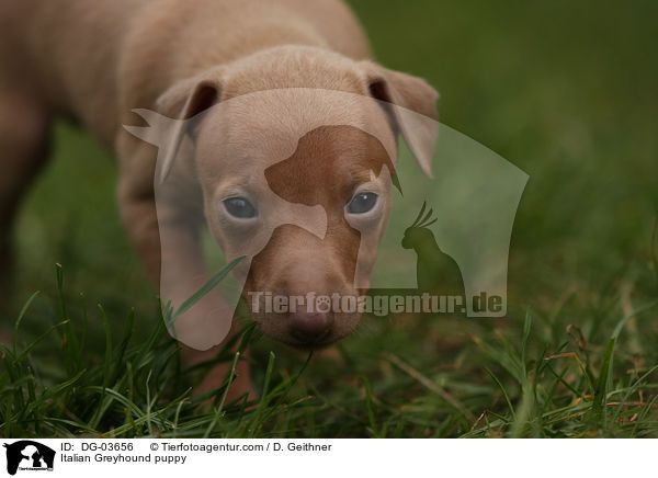 Italian Greyhound puppy / DG-03656