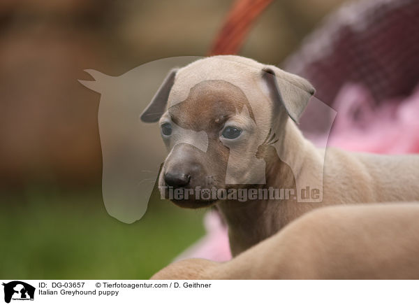 Italian Greyhound puppy / DG-03657