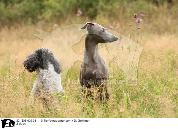 2 dogs / DG-03668