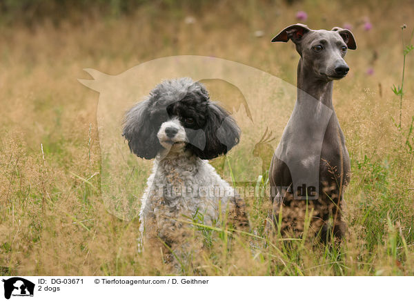 2 dogs / DG-03671