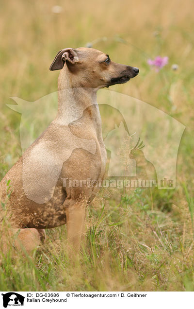 Italian Greyhound / DG-03686