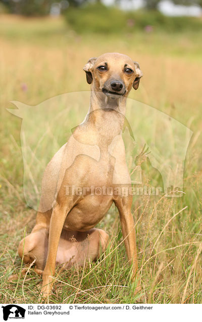 Italian Greyhound / DG-03692
