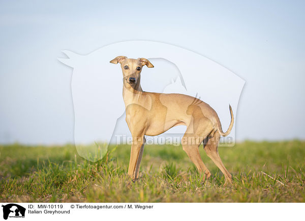 Italian Greyhound / MW-10119