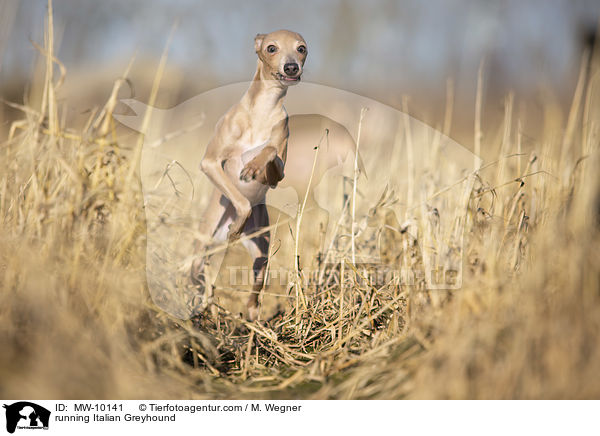 rennendes Italienisches Windspiel / running Italian Greyhound / MW-10141