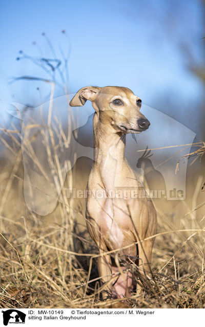 sitzendes Italienisches Windspiel / sitting Italian Greyhound / MW-10149