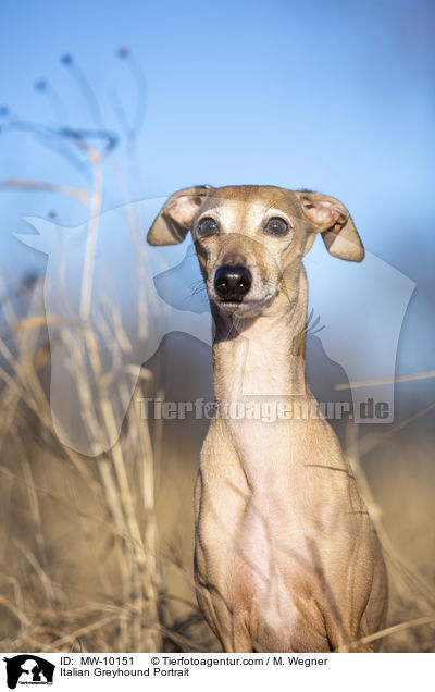 Italienisches Windspiel Portrait / Italian Greyhound Portrait / MW-10151